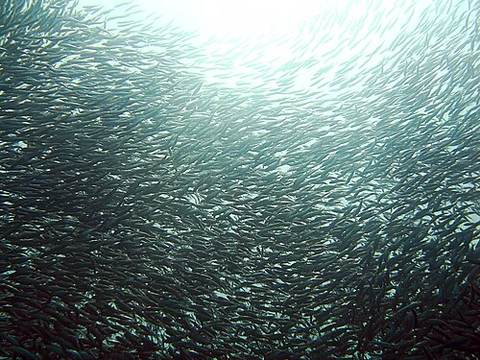 Sardinhas assadas