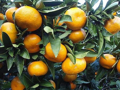 Satsuma mandarin
