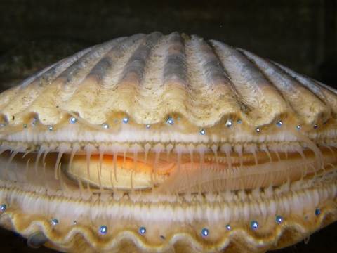 Scallop roll