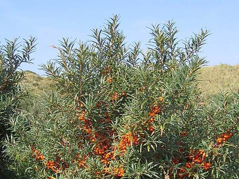 Sea buckthorn juice