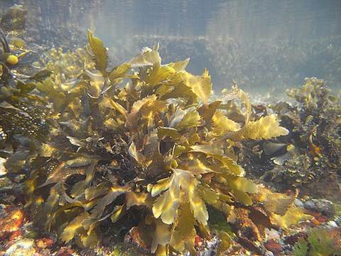 Seaweed salad