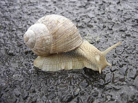 Snail soup