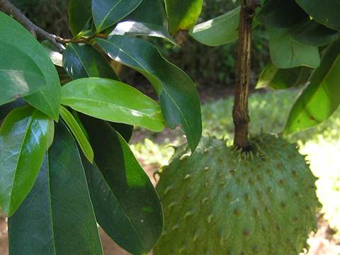 Soursop