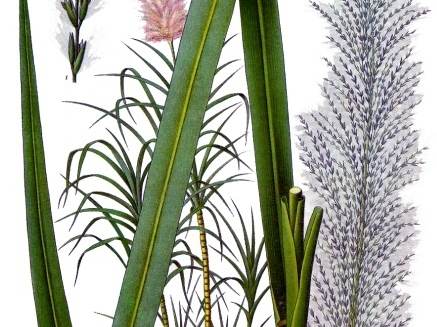 Sugarcane