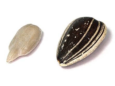 Sunflower seeds