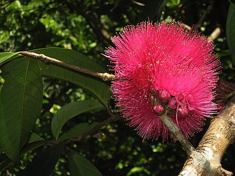 Otaheite apple