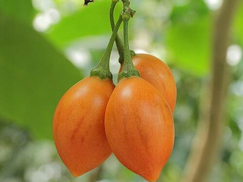 Tree tomato (tamarillo)