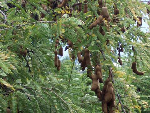 Tamarind