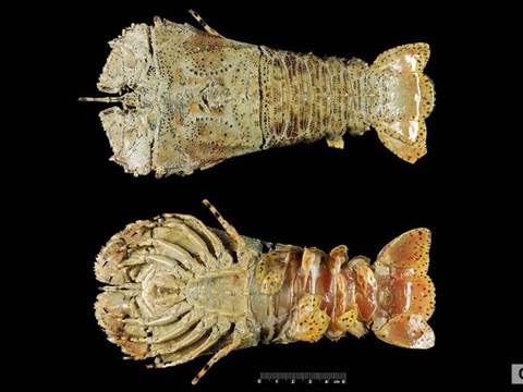 Moreton Bay bugs