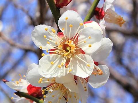 Ume