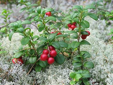 Partridgeberry tart