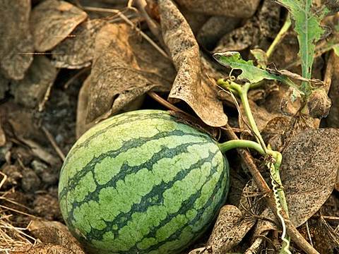 Watermelon