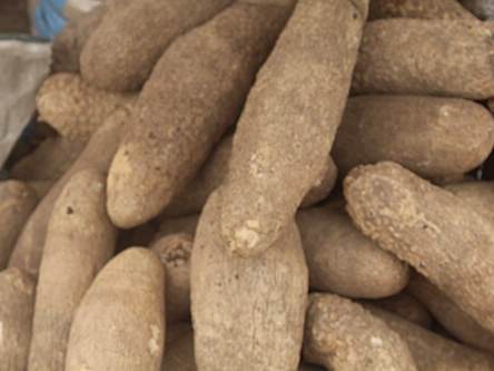 Boiled yam