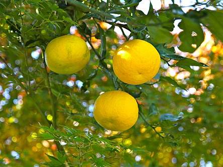 Yuzu