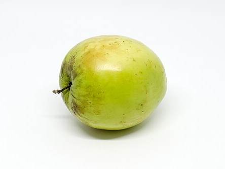 Masau